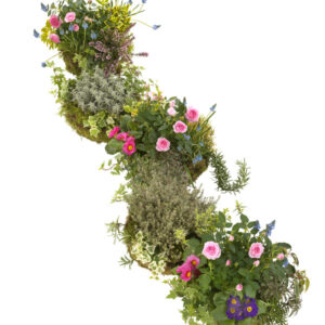 Planted Arrangement