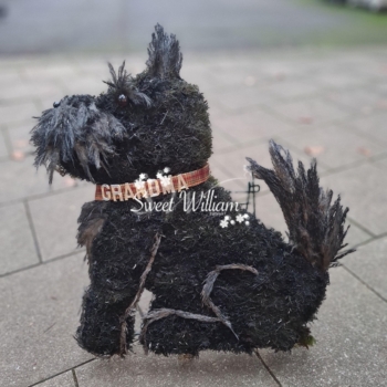 Scotty Dog